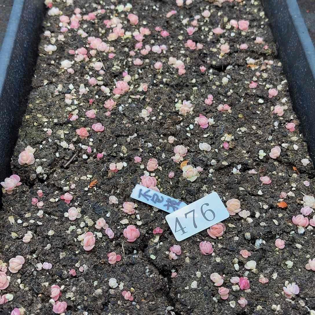 多肉植物多肉植物476