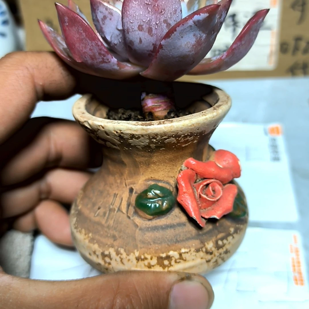 满6元包邮，粉蓝鸟老苗代杆绝绝子