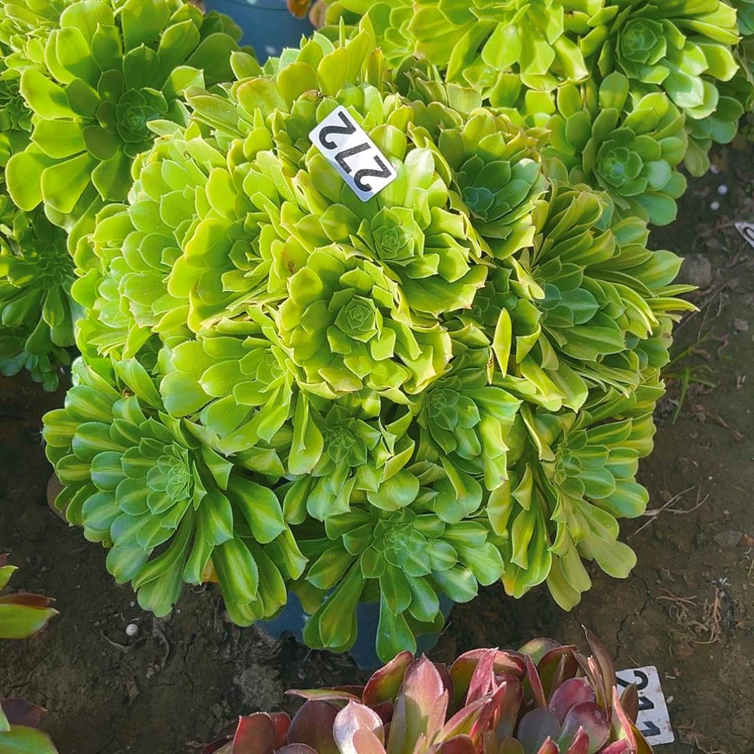 翡翠法师13-43包邮法师