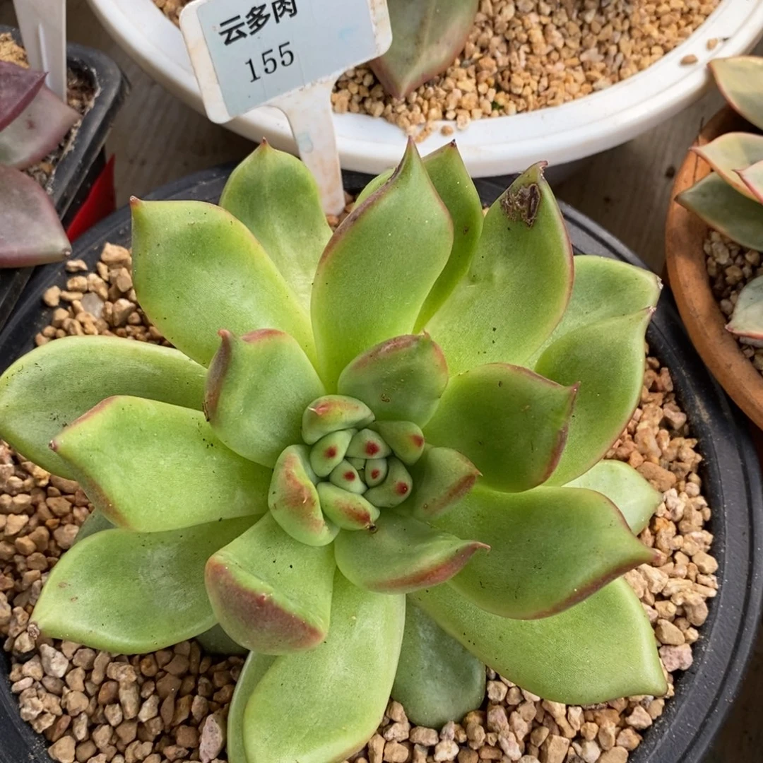 x155-直播福利 百合花拉丝变异