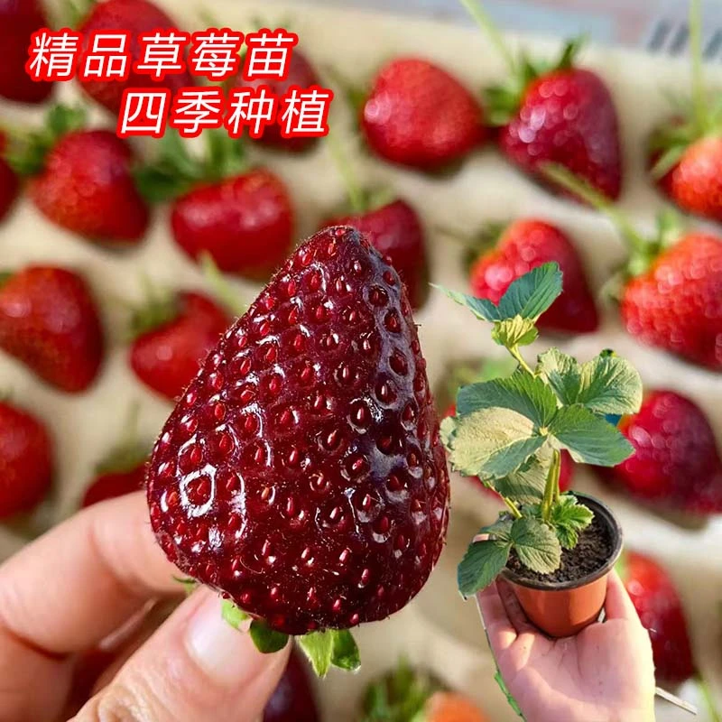 新品【黑珍珠草莓苗】绿植盆栽粉玉奶油四季草莓苗室内庭院绿植章姬
