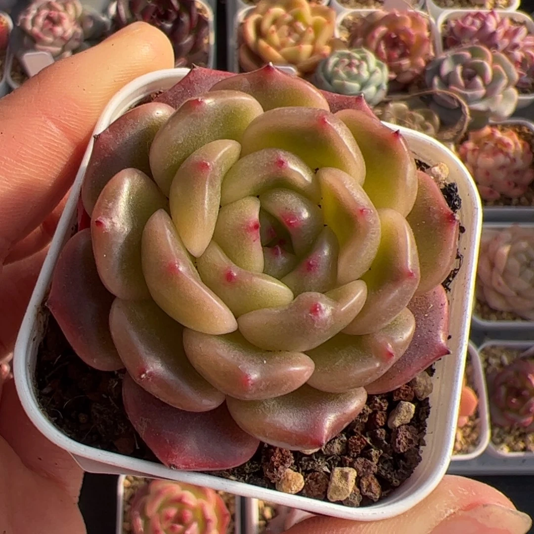 j*n多肉植物组合395