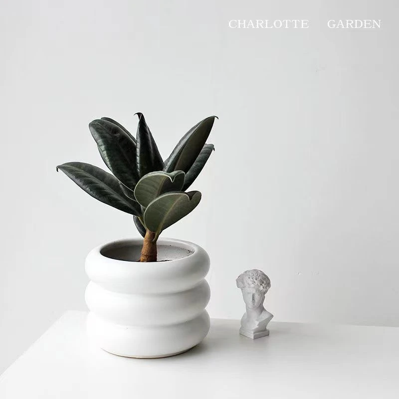 Charlotte 黑金刚橡皮树 北欧风盆栽室内阳台植物吸甲醛绿植易活