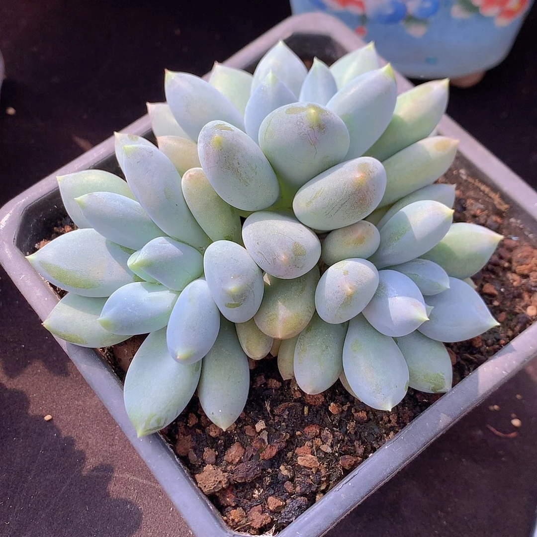 哥特萝莉多肉一物一拍