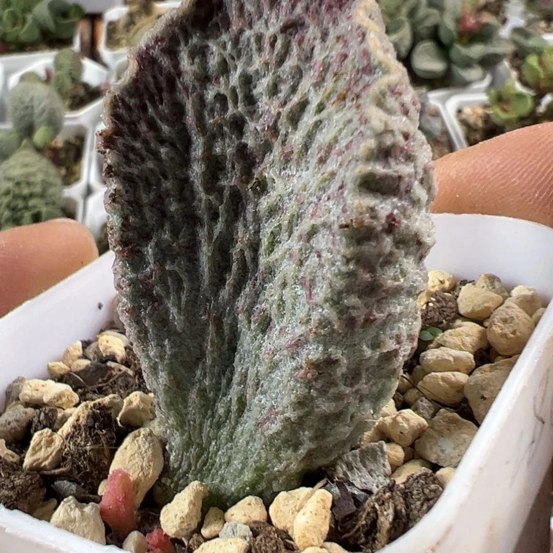 观澜水泡多肉植物水泡多肉植物
