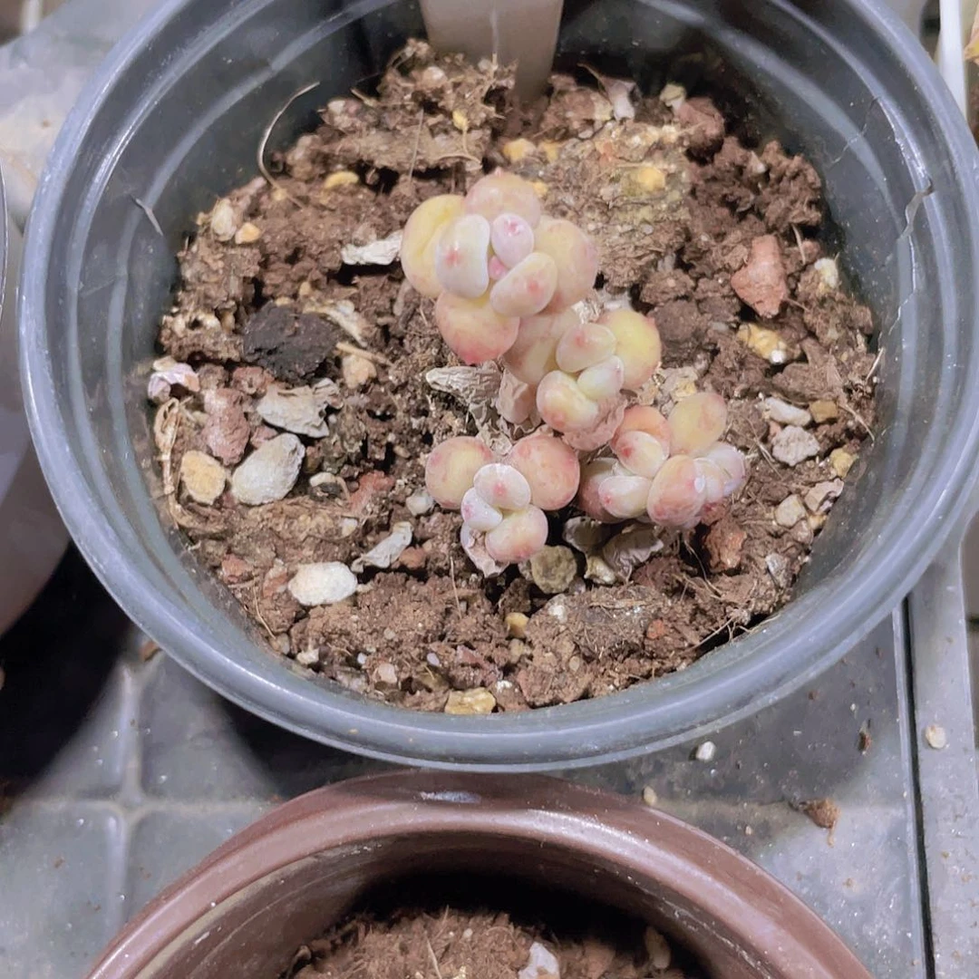 ?****崽萤火虫e052一物一拍多肉