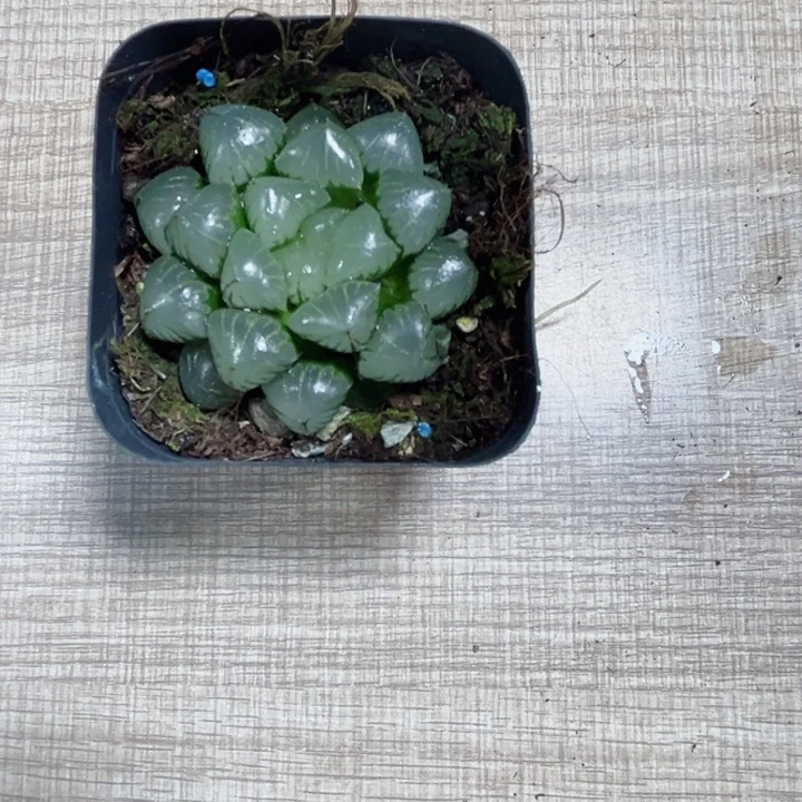 糯米玉露多肉植物