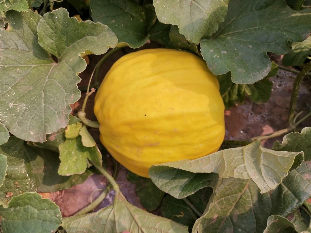 湖北百里洲特产丑八怪甜瓜当季新鲜脆甜水果