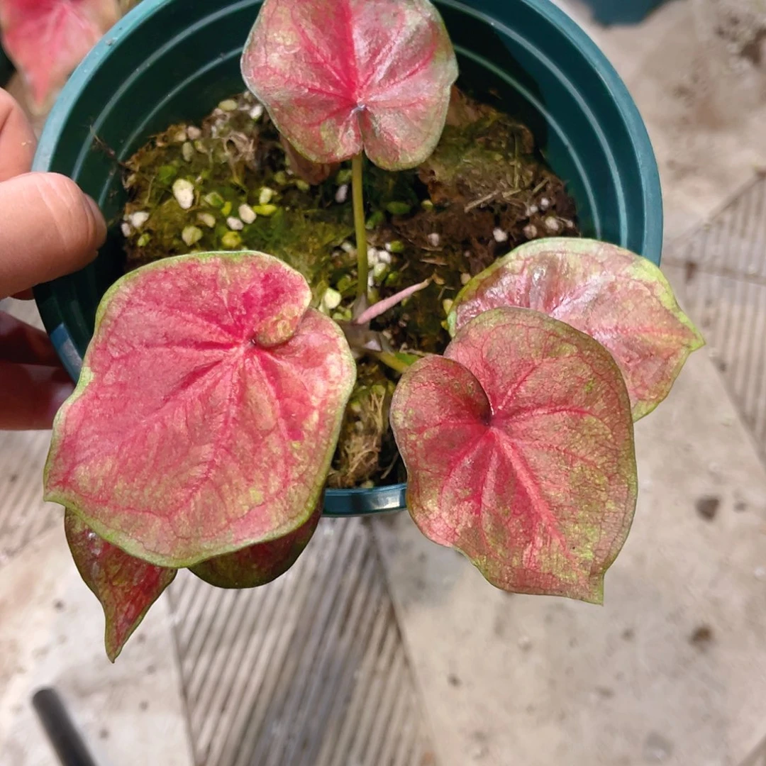 完全开放A535泰彩