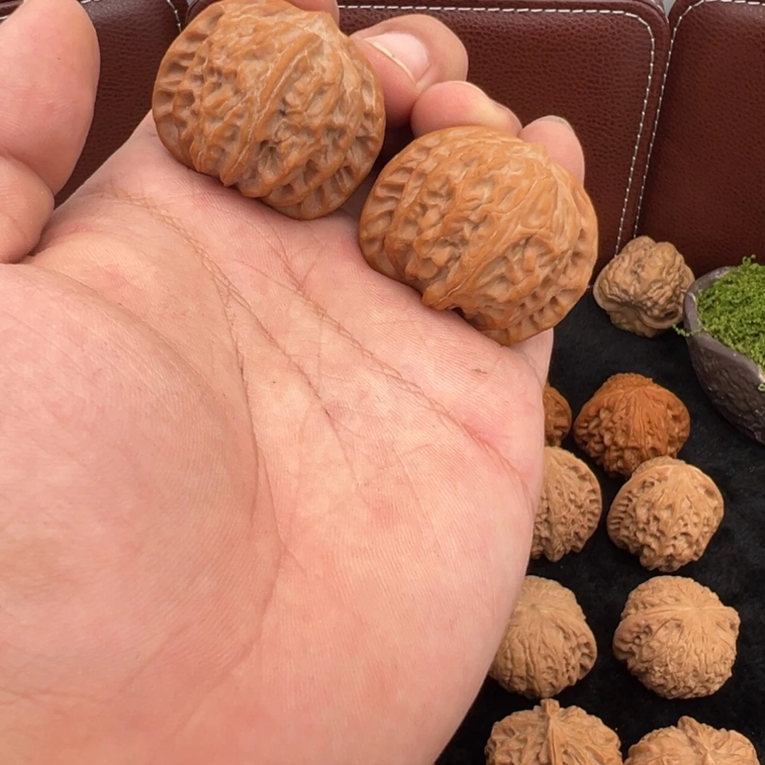 核桃战鼓核桃福利