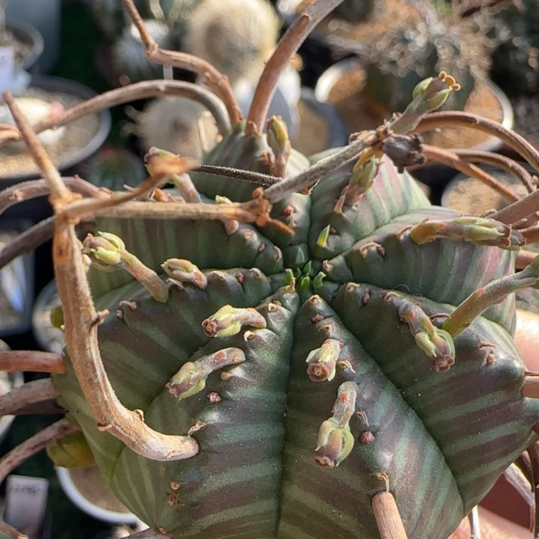 1038实生。法立达111