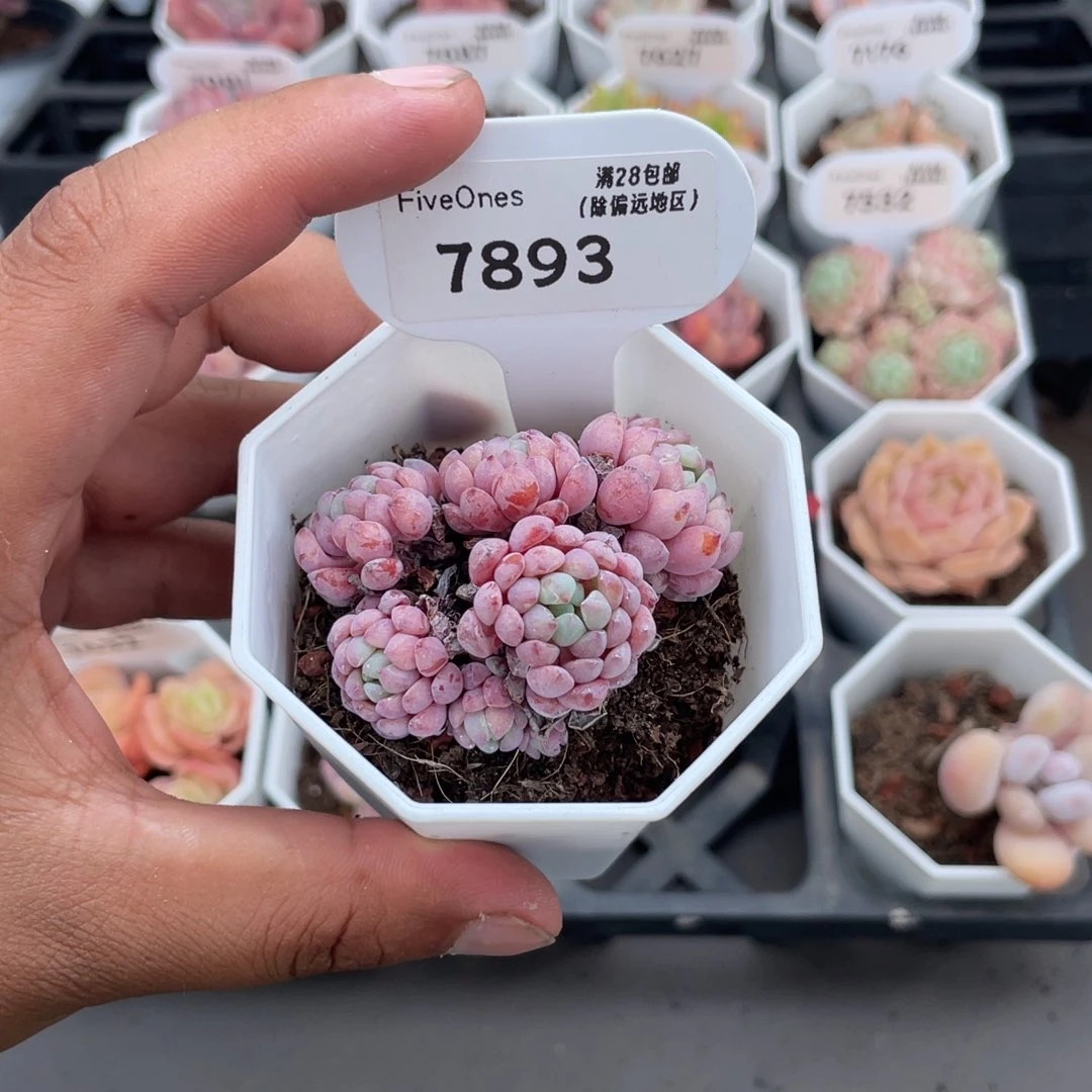 7893娜娅小精灵4.0厘米