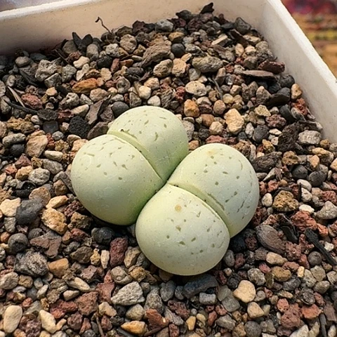 3089绿灵耀双头带盆土发货