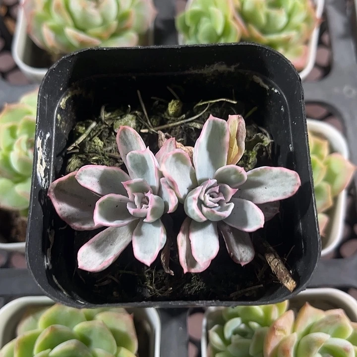 博客利锦精品多肉植物