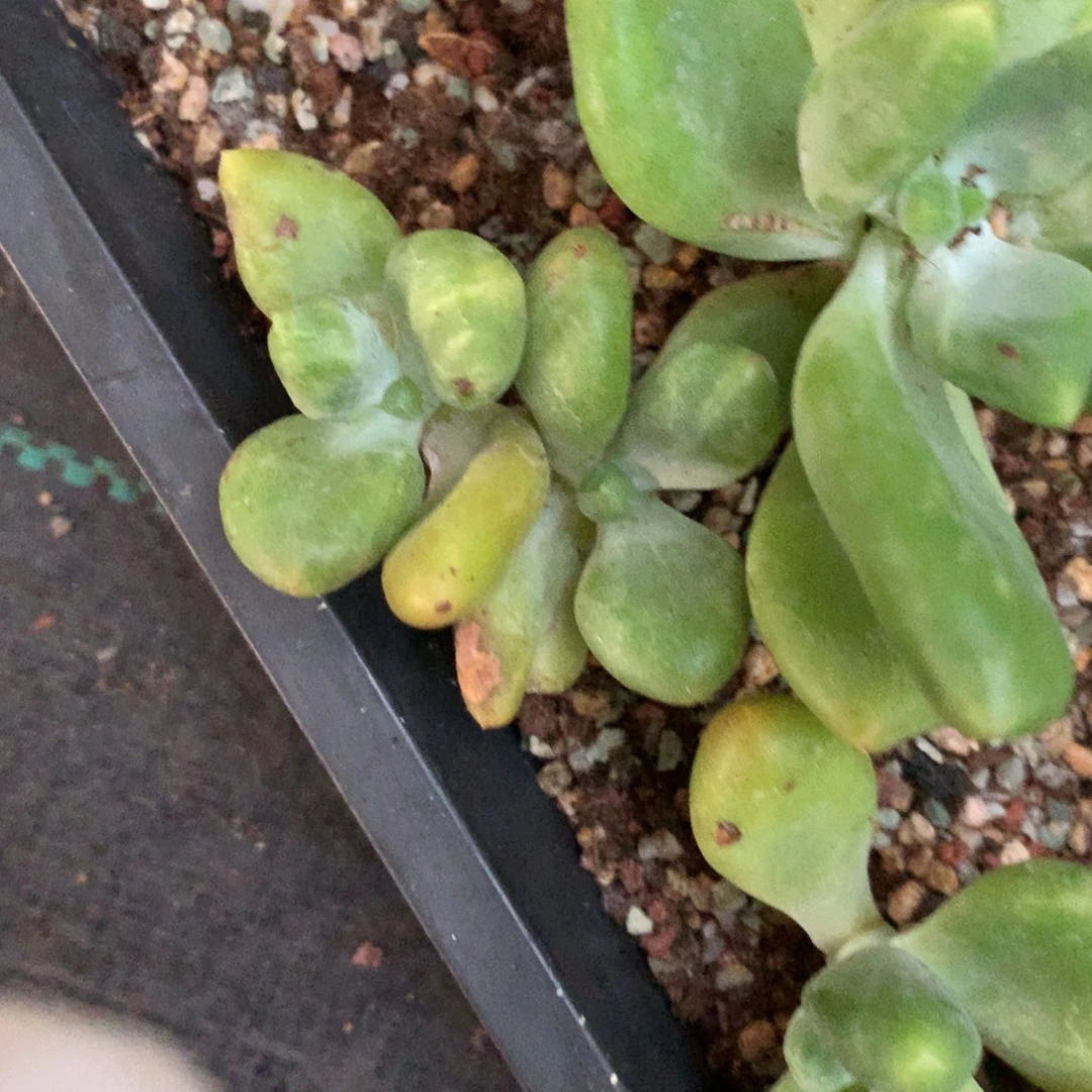 乌里韦亚 乌里韦亚