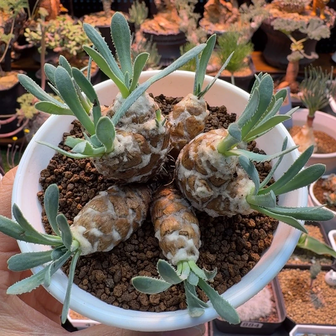 苏铁杂厚墩菊062 仙人球