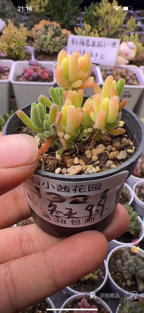冬天-荧光兔锦-多肉植物枝干番杏