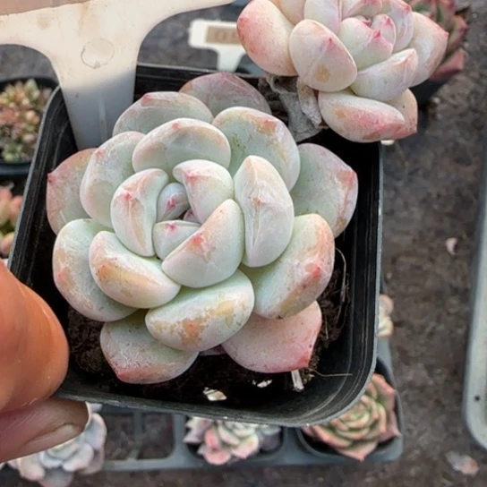 43厚梦多肉植物多