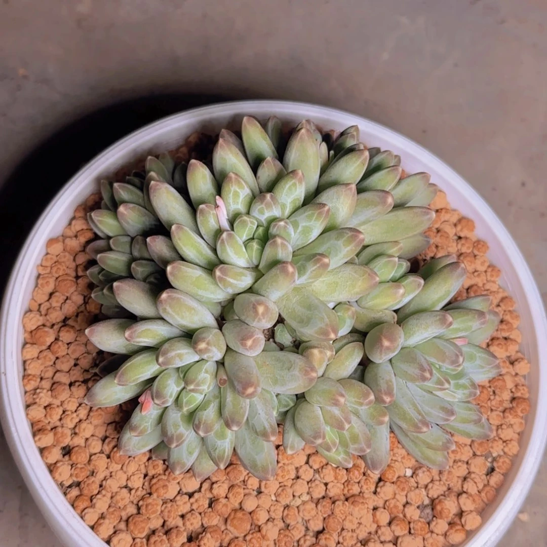 雨**晨雨落清晨寄养1111111111111