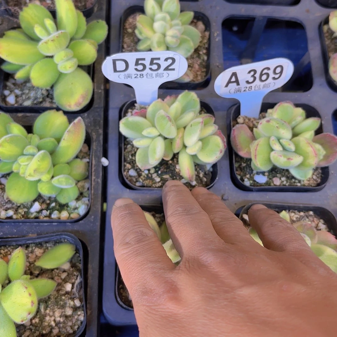 M**oD552白熊一物一拍