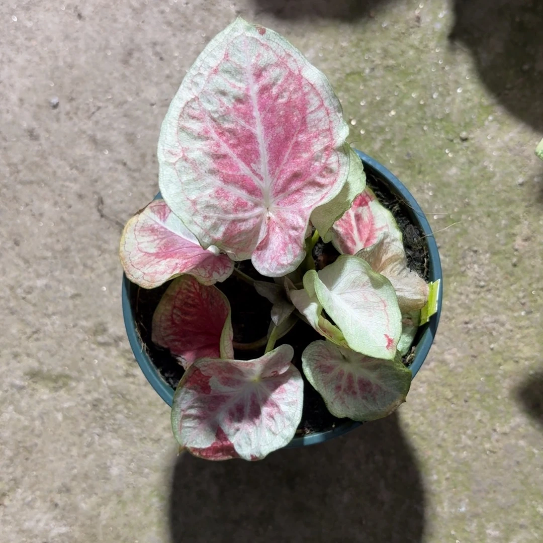 天堂莲花泰国彩叶芋61-1212