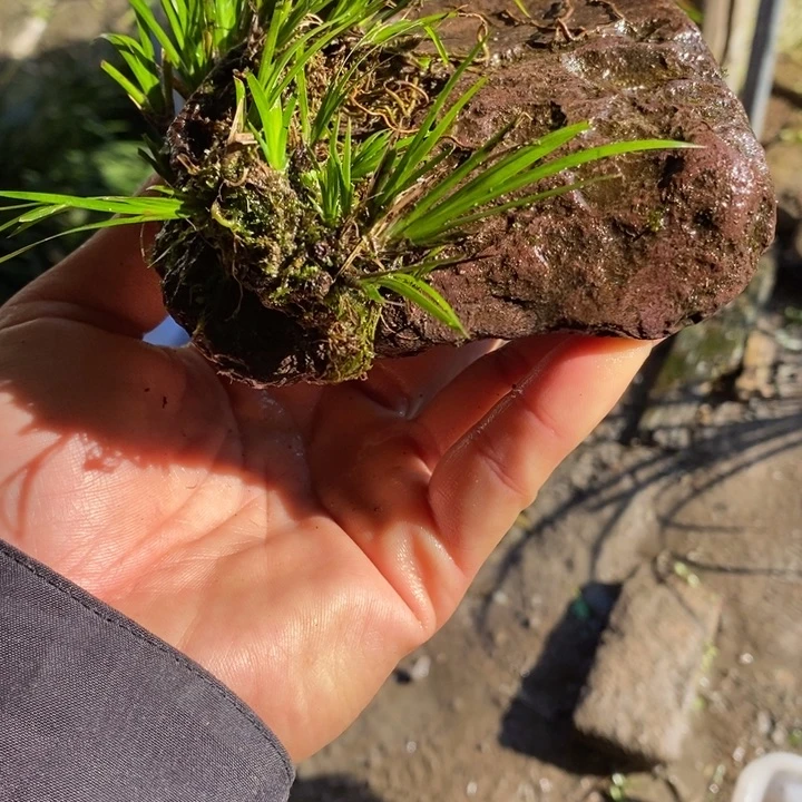 用***0无花朵石菖蒲你的手机