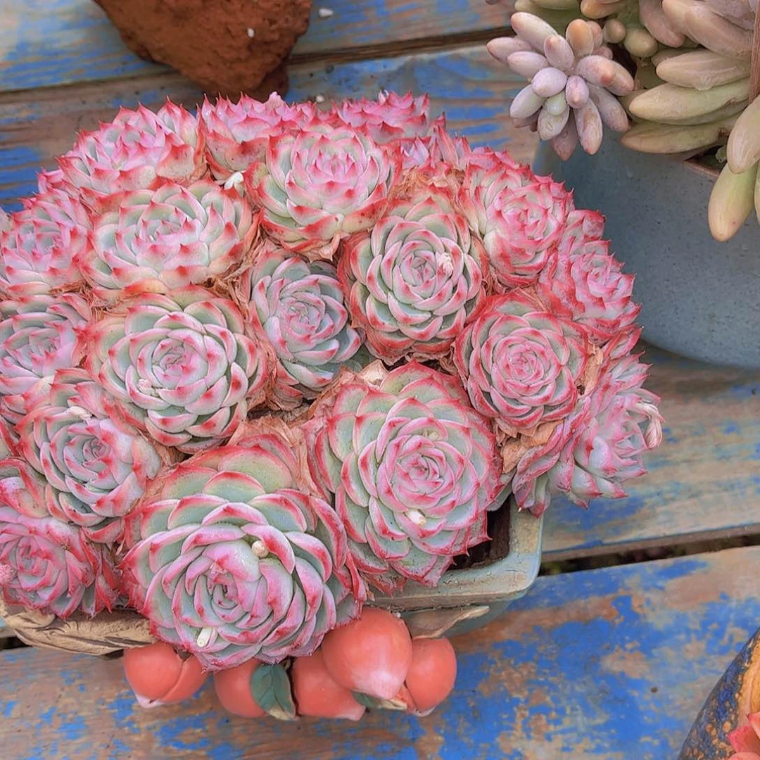 可***宝多肉植物保护