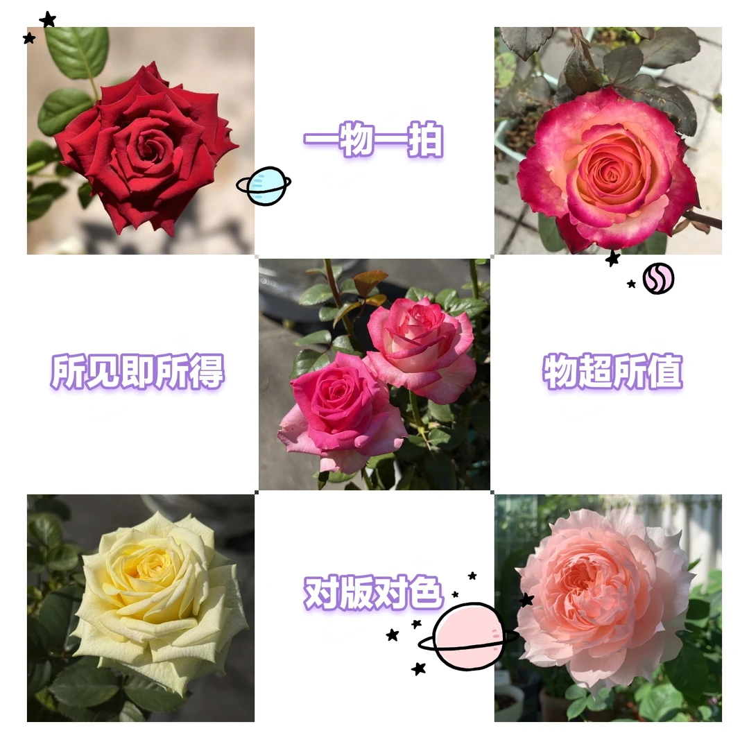 【一物一拍】月季小苗 包对版对色 所见即所得 品类齐全 新手必拍