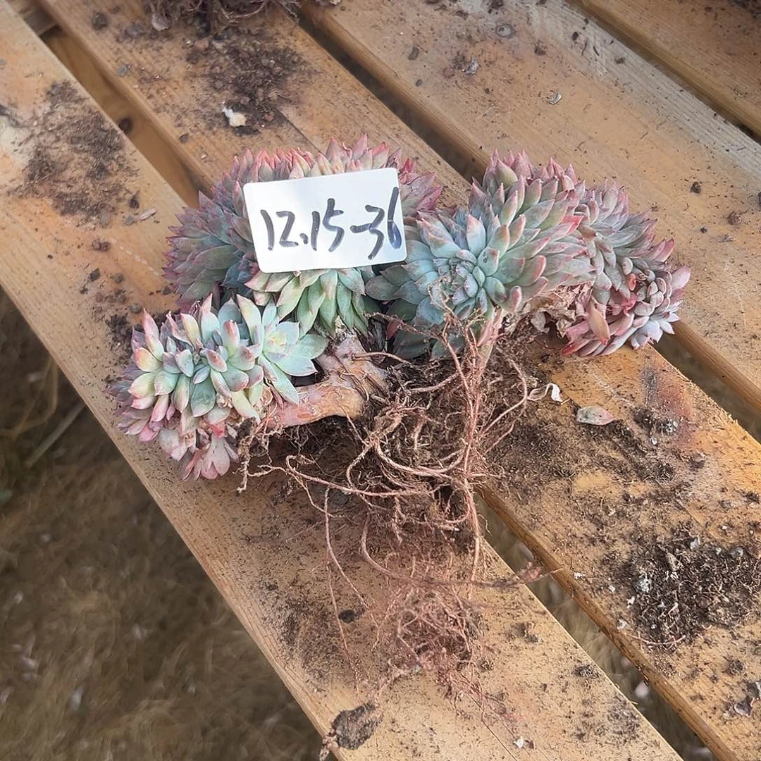 ****丫1215-36糯心冰魄缀多肉微瑕