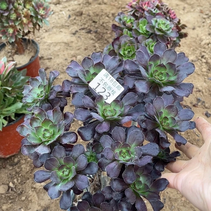 123红酒圆叶绣球2法师