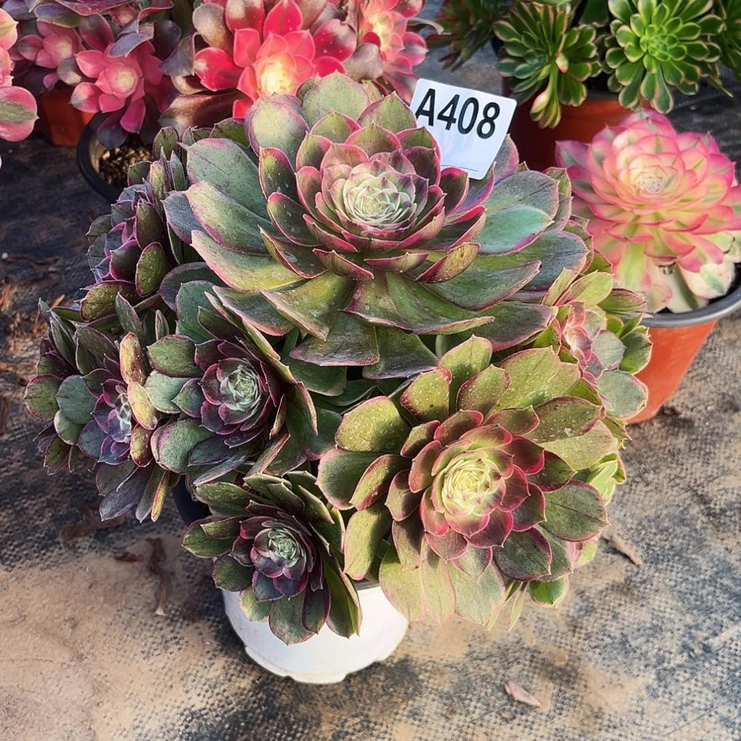 多肉植物粉花妖408多肉