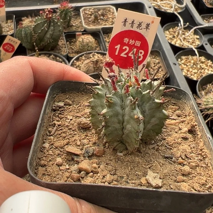 红花白衣魁伟玉一棵仙人球