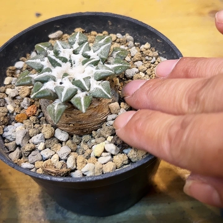 黑牡丹老家实生一物一拍