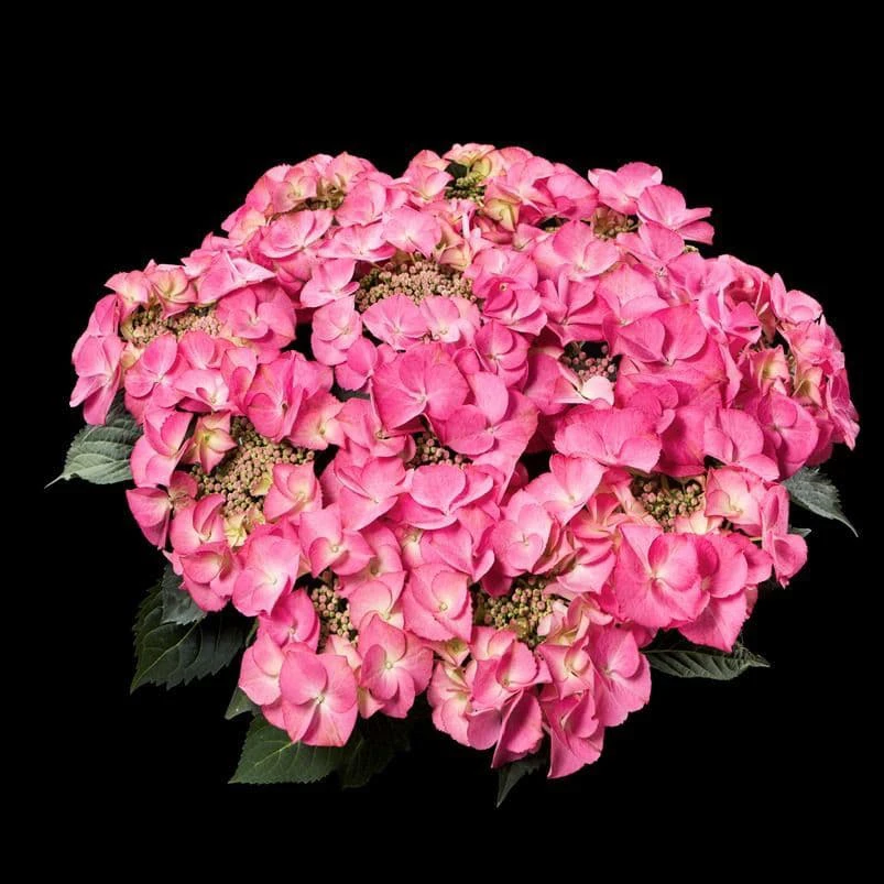蒂芙尼绣球平顶直立性好分枝强绣球