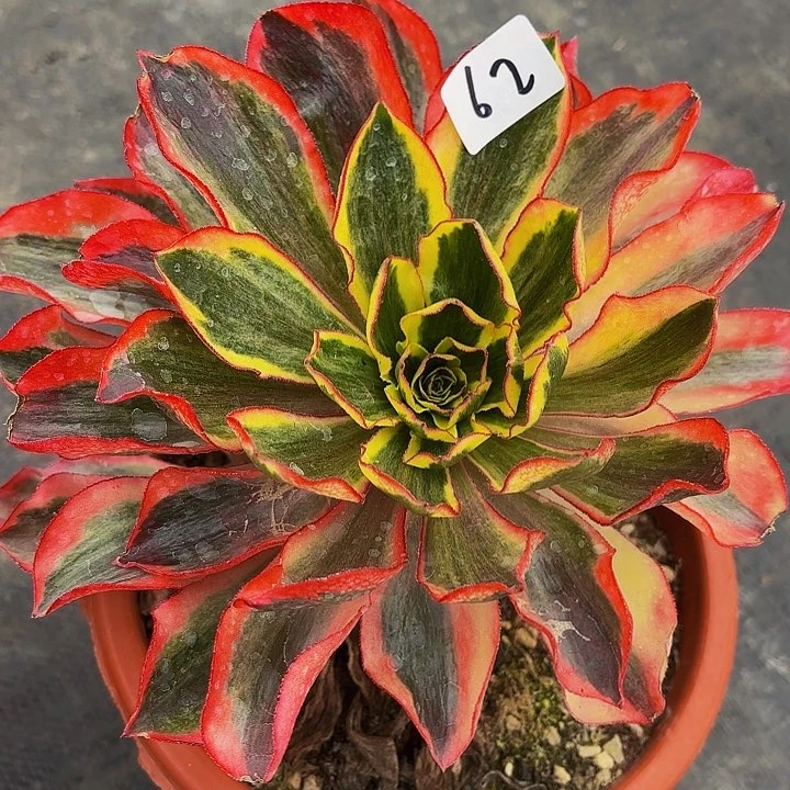 62多肉植物植物植物植物植物