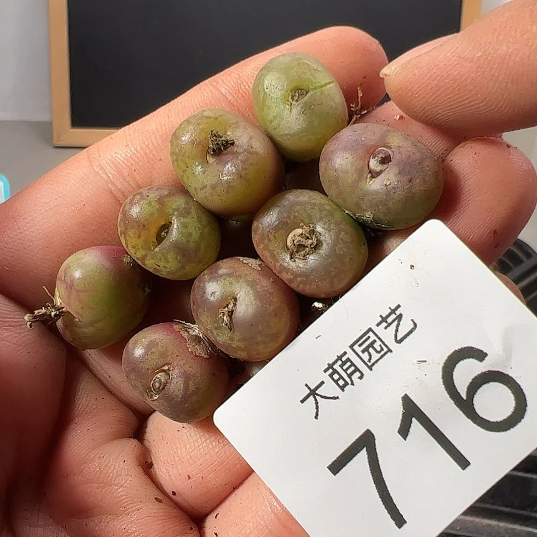 0000716量拍以下1颗