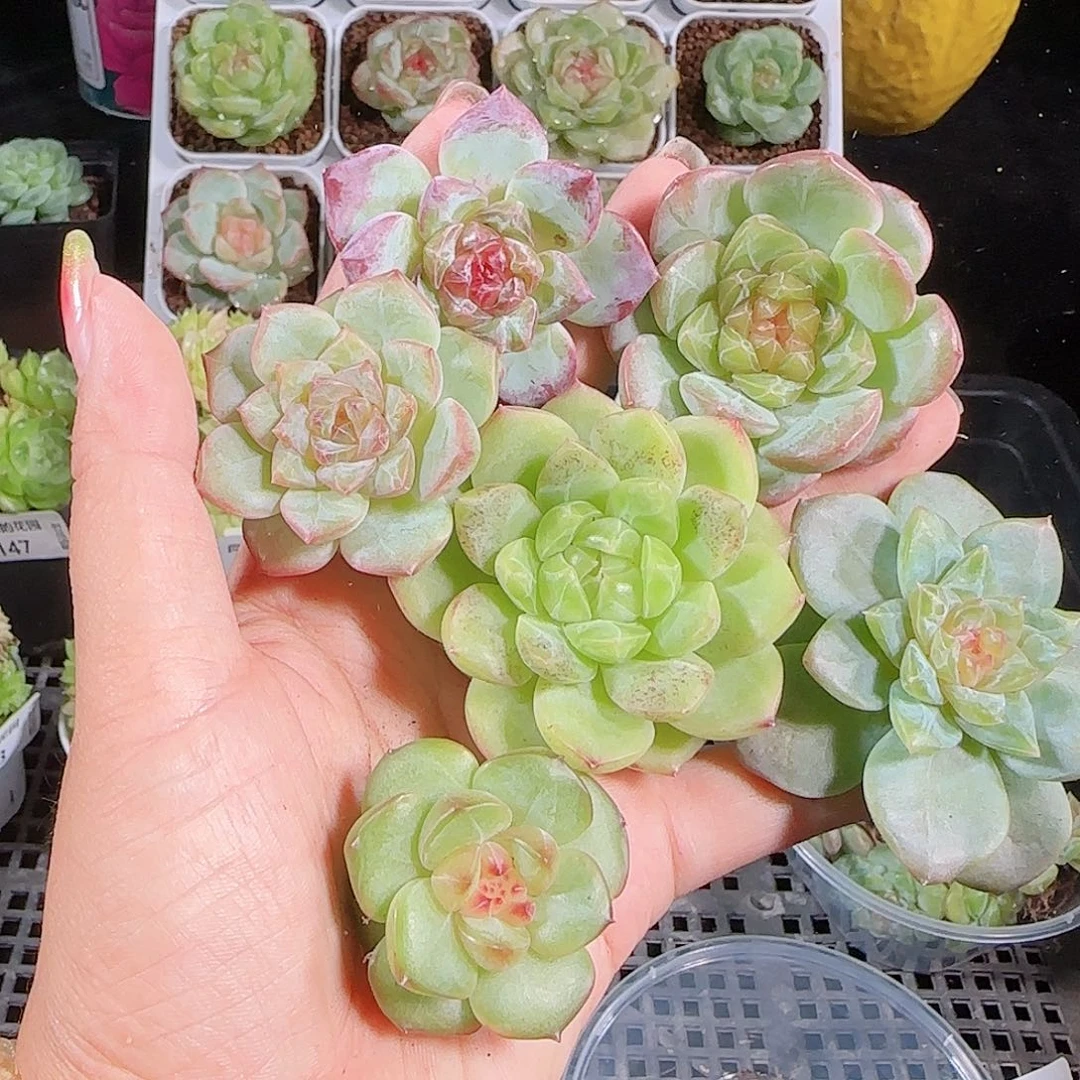 0926-156麦秆优选不包整