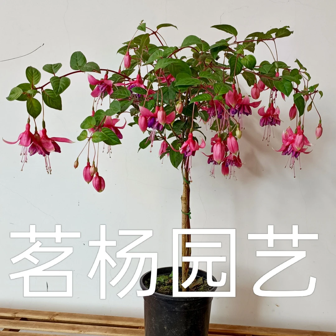 (火焰/鎏金岁月)大棵重瓣大花型棒棒糖30°以上不售后