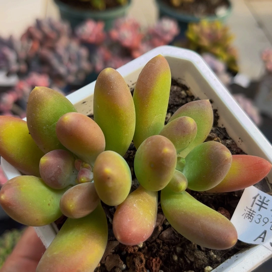 378芒果奶苗8cm多肉植物