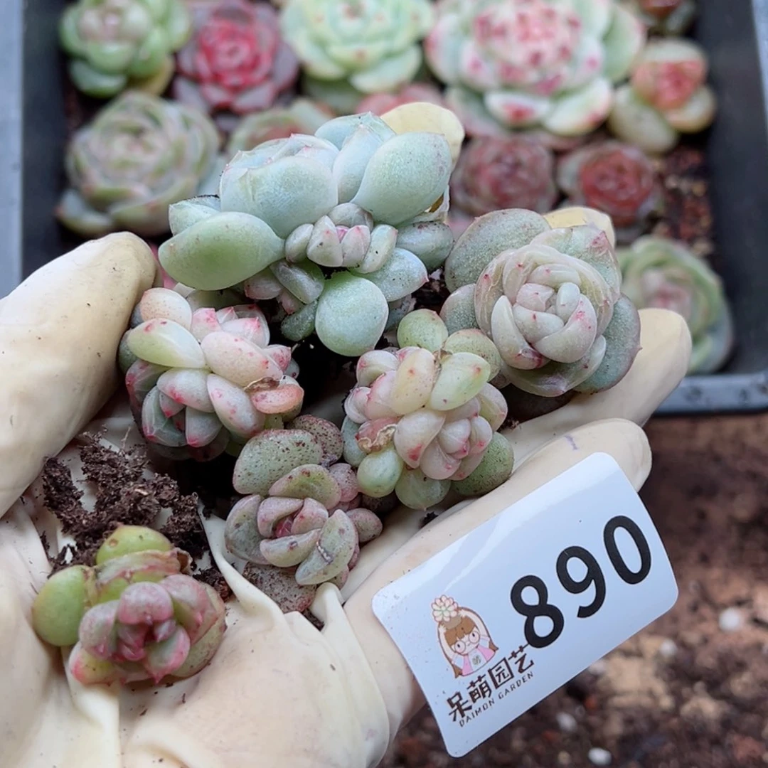 大*多肉植物多肉植物