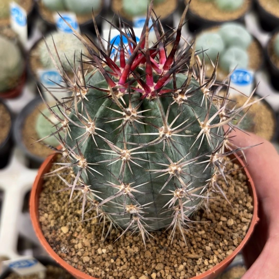 275实生林氏幻虾带盆带土发货