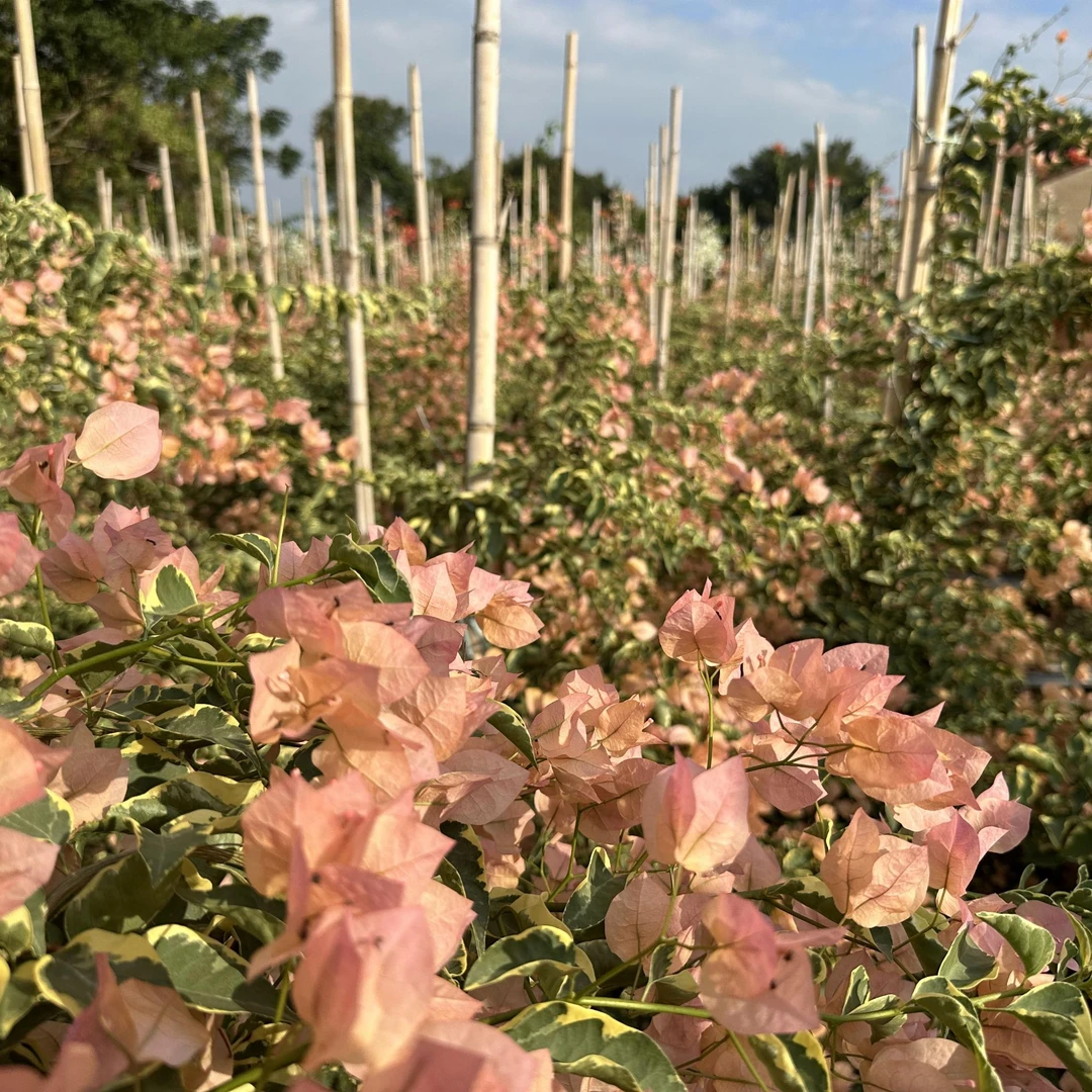 【植得买】  花叶马斯  品种袋苗  包对版