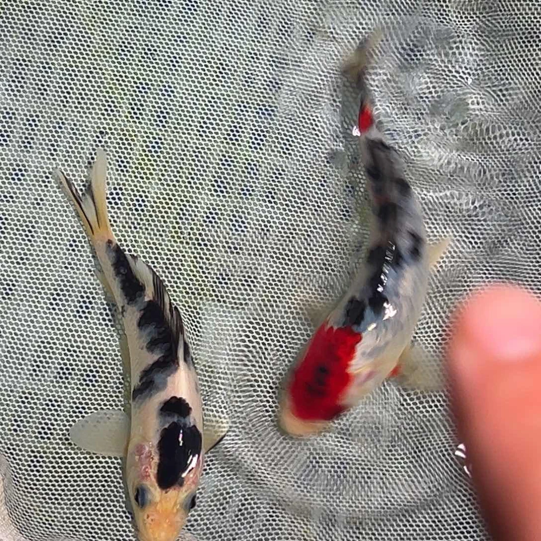 锦鲤锦鲤观赏鱼1111