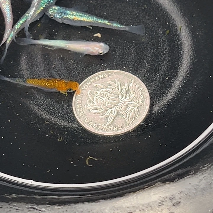 青鳉鱼星光7条15号
