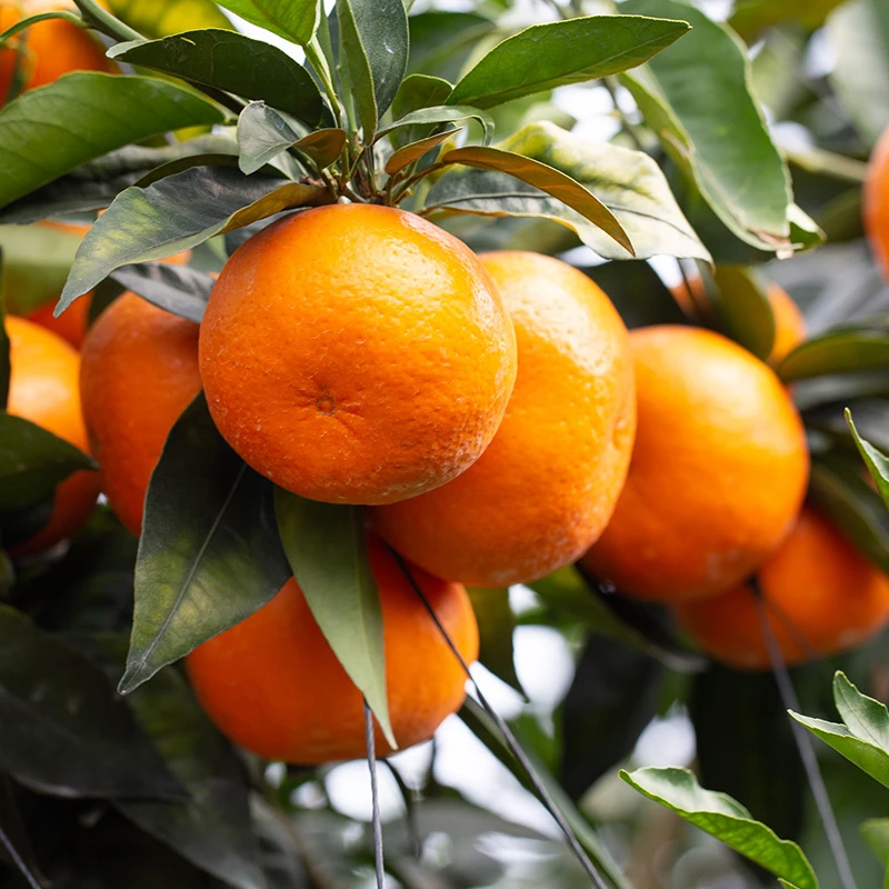 t正宗云南高原沃柑 新鲜采摘产地直发 带箱9-10斤