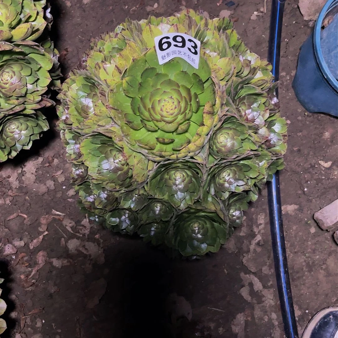 法师法师14–21包邮法师