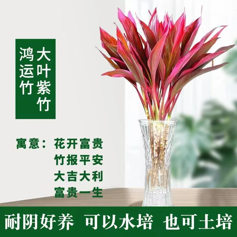 【精品】鸿运紫竹富贵竹鸿运当头室内红朱蕉简单好养净化空气水养