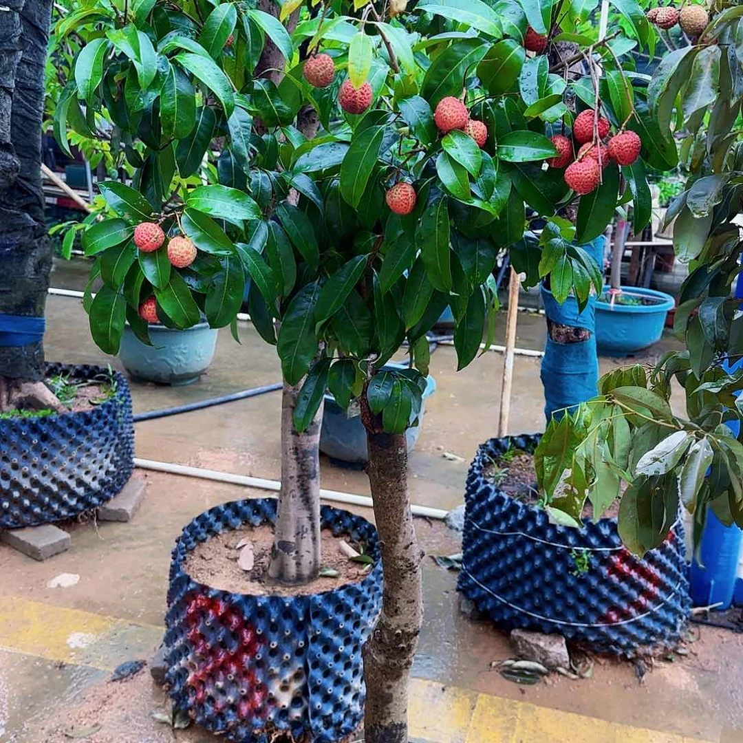 林***伟无花朵果树111111111111