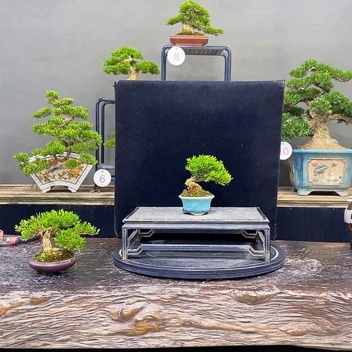 无花朵黄杨盆景四季常青