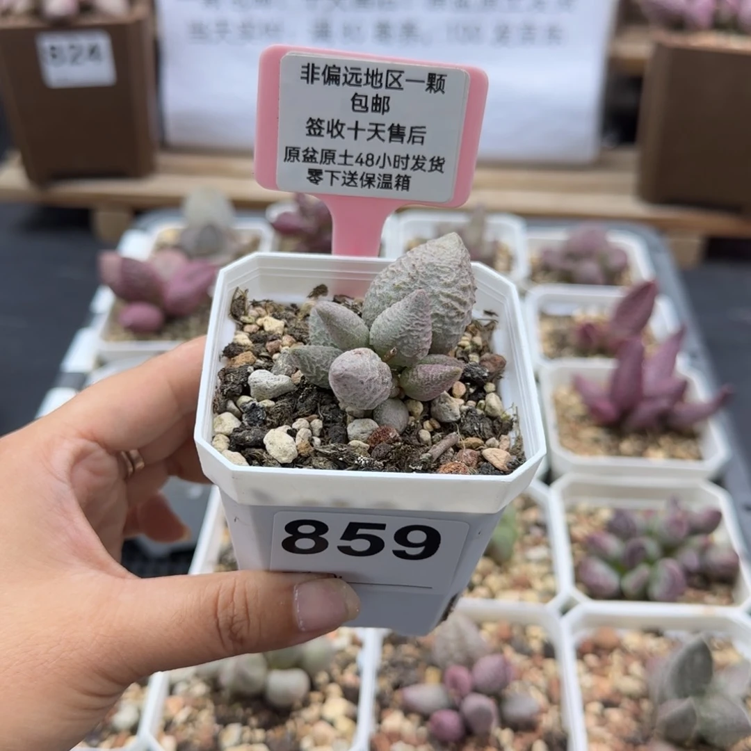 859融化纹冰淇淋多肉植物